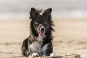 Czy pies może przebywać na plaży?