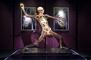 Chaos i cudowne płody. The Human Body Exhibition w Gdańsku